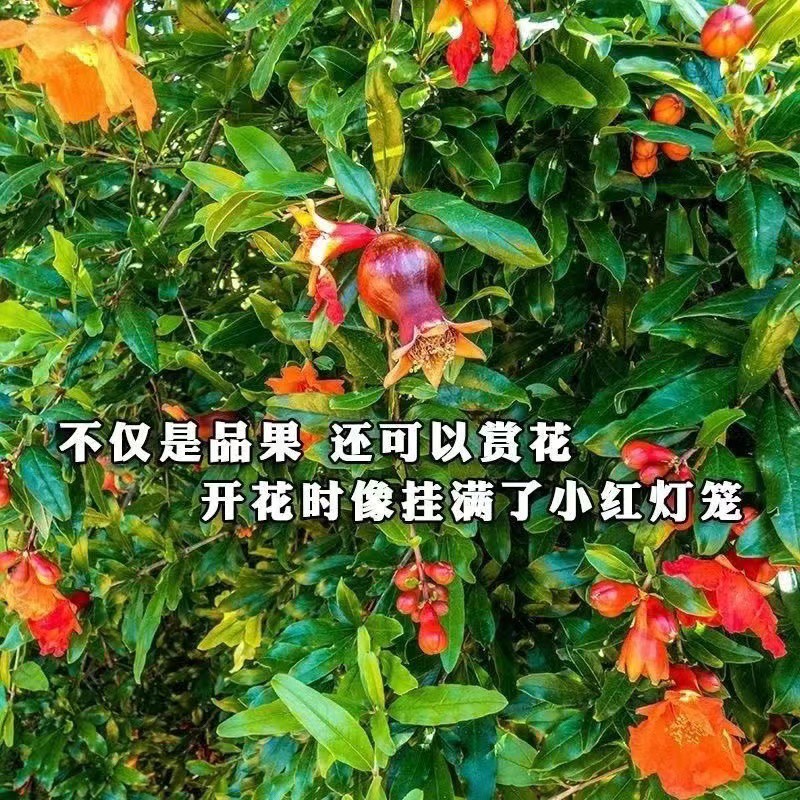 突尼斯软籽嫁接石榴树苗南北方种植基地现挖现发盆栽地栽当年结果