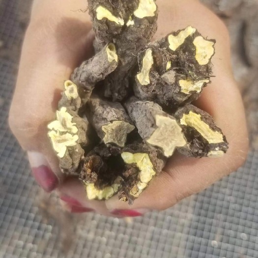 阿坝县虎掌草    价格便宜抛货处理 有能力的老板来联系 包满意