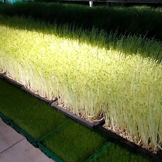 巫山新鲜嫩豌豆苗现摘豆芽菜豌豆苗尖菜农家自产火锅菜新鲜蔬菜绿叶