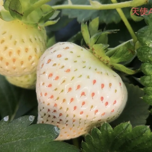 中牟县草莓苗假植苗出售