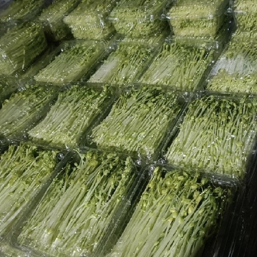 巫山蔬菜食品豌豆苗