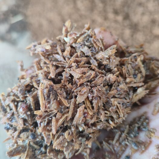 宜宾五粮浓香型酒糟