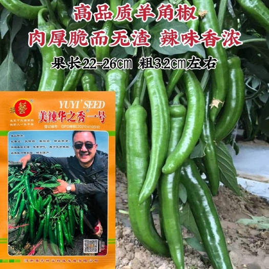 沭阳县美辣华之秀一号辣椒种子辣味香浓羊角椒种子春秋蔬菜肉厚无渣
