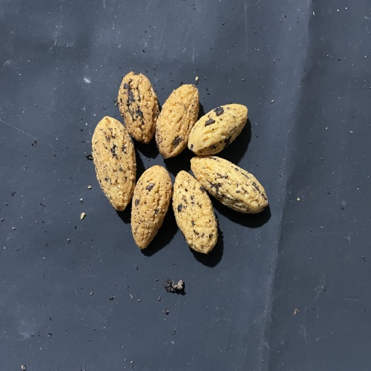 诸暨市诸暨枫桥香榧