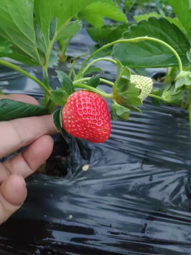 四川大凉山原产地草莓大量上市,品质货需要的老板吗联系