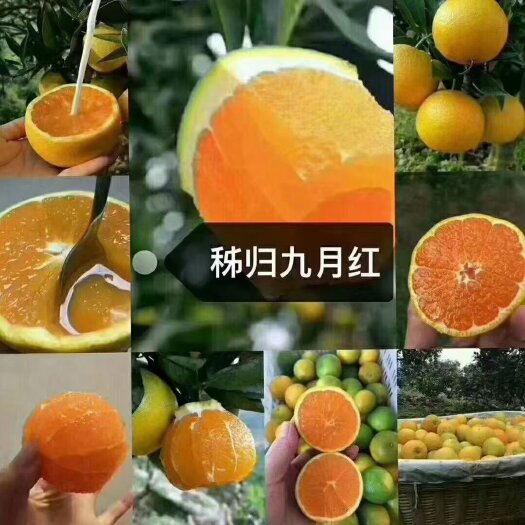 秭归县湖北秭归脐橙九月红，果冻橙，皮薄汁多，果肉细腻入口即化，