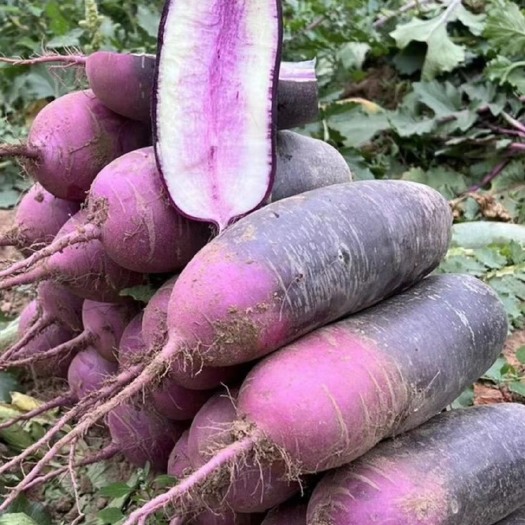 潍坊樱桃萝卜