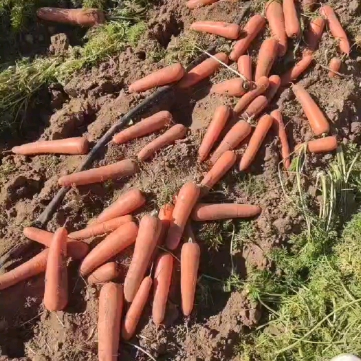 察右中旗红萝卜