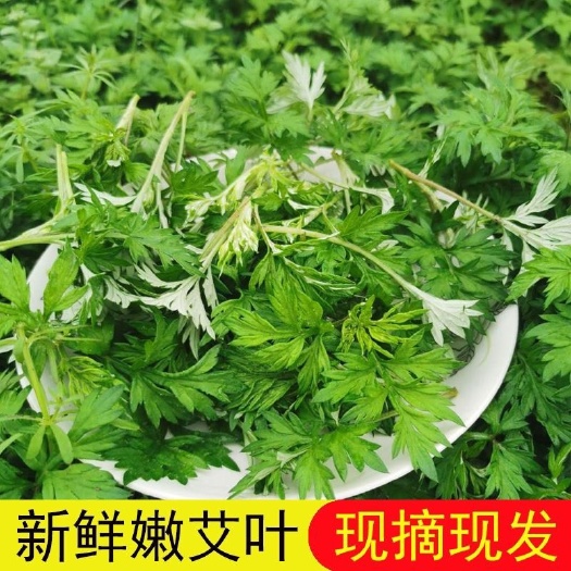 兴宁市广东农村新鲜艾叶