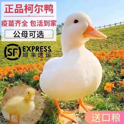 合肥宠物柯尔鸭鸭苗