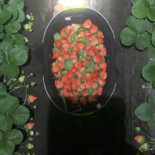 徐州自家草莓园 量大可以联系