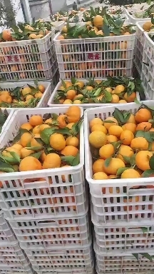 华哥果蔬代购
