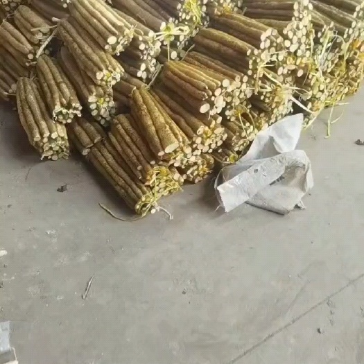 安平县小白嘴山药
