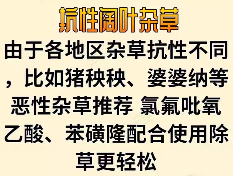 43%2甲双氟磺草胺二甲四氯小麦苗后除草剂猪殃殃播娘篙荠菜阔