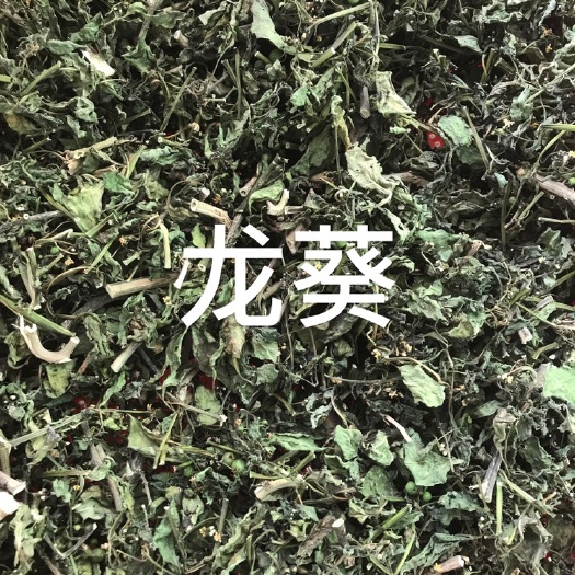 中药材～龙葵  龙葵新鲜采摘  人工切段  当季新货～