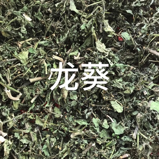 永城市中药材～龙葵  龙葵新鲜采摘  人工切段  当季新货～