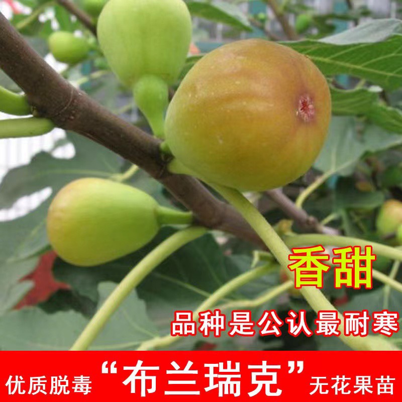 布兰瑞克无花果树果苗南北方种植基地现挖现发盆栽地栽当年结果苗