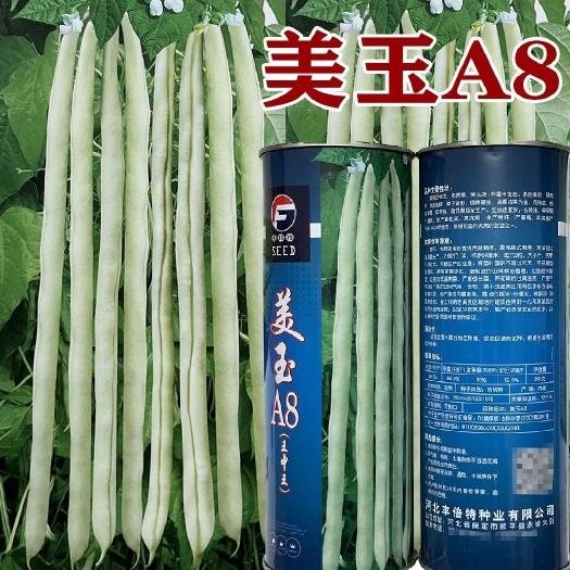 沭阳县美玉A8王中王架豆种子豆角种籽无筋架豆王四季豆芸豆大田种