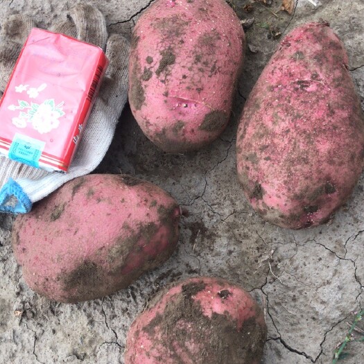 古浪县大量青薯9号商品出货