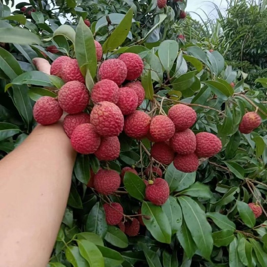 灵山县仙进奉荔枝嫁接苗树广西基地苗圃带土带叶发货可以盆栽地栽种植的