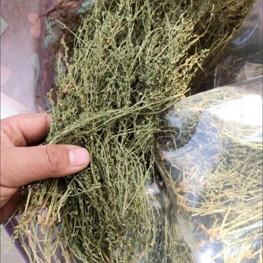阳泉麦黄草（百蕊草）