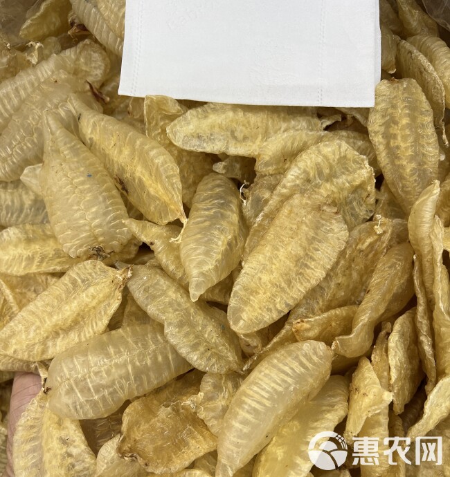 叶子胶树叶胶深海鱼胶清水足干厚肉花胶适合油发口感好