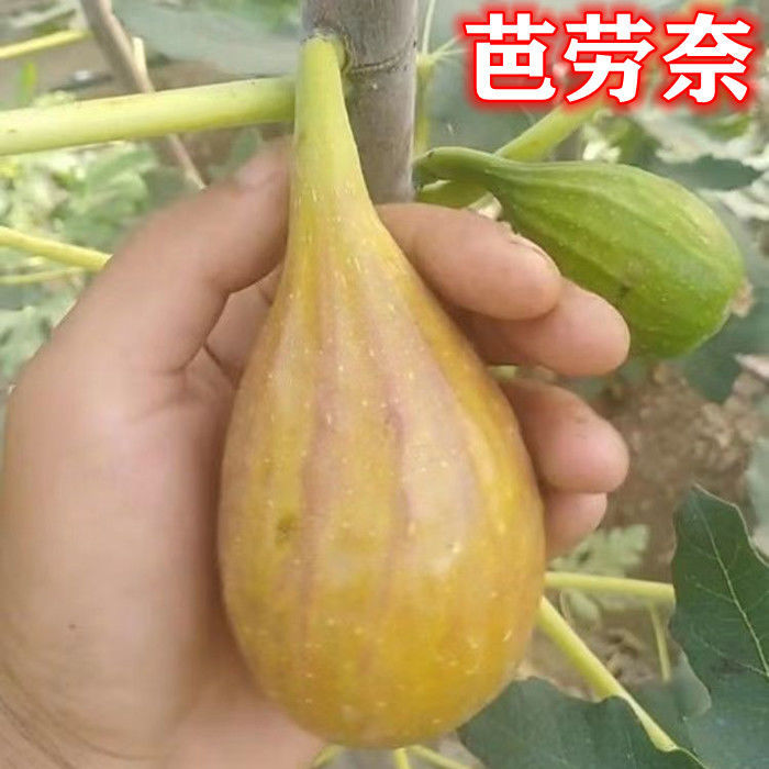 芭劳奈无花果苗易成活包结果支持技术指导可签合同南北方可种植