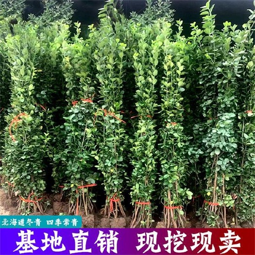 沭阳县北海道黄杨园林绿化北海道工程绿化庭院篱笆围墙