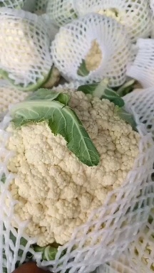 沛县青梗白面菜花