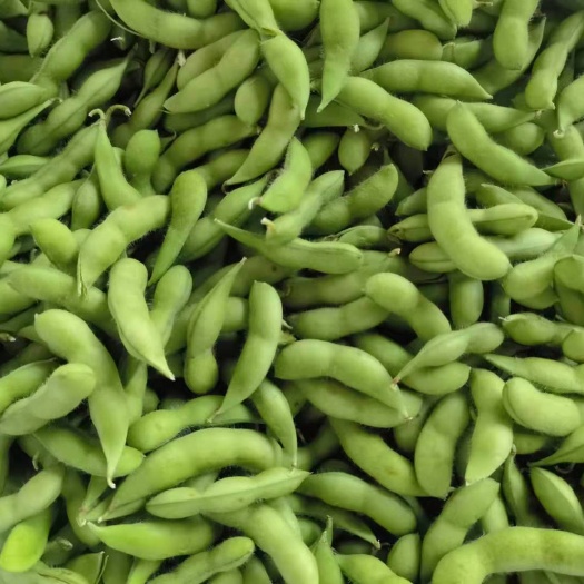 高品质精品毛豆以来袭。直供：市场，商超，电商！