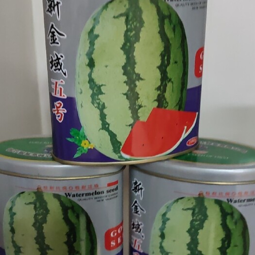 武威金域五号