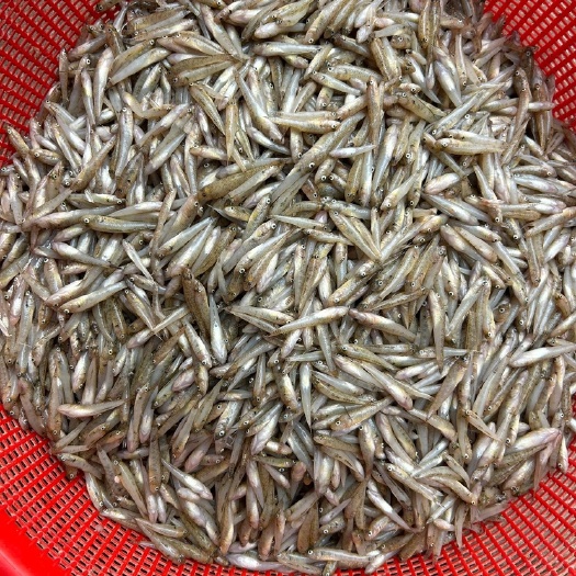 小鱼仔