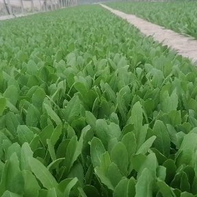 嵩明县云南生脆油麦菜苗一年四季都可以种