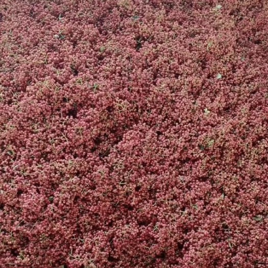 灵宝市干花椒 大红袍 黄盖