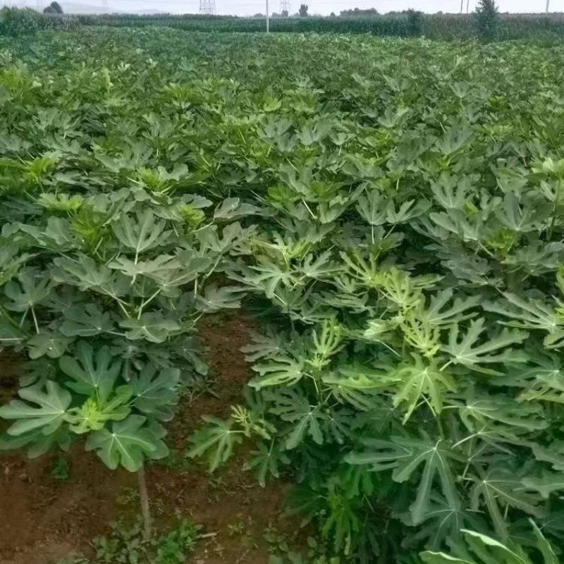 布兰瑞克无花果树果苗南北方种植基地现挖现发盆栽地栽当年结果苗