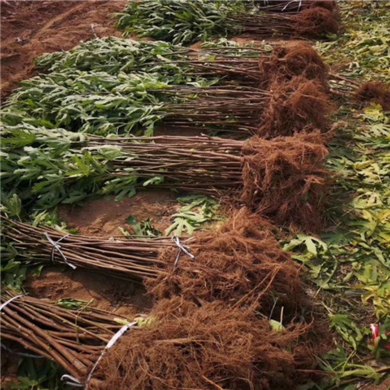 布兰瑞克无花果树果苗南北方种植基地现挖现发盆栽地栽当年结果苗