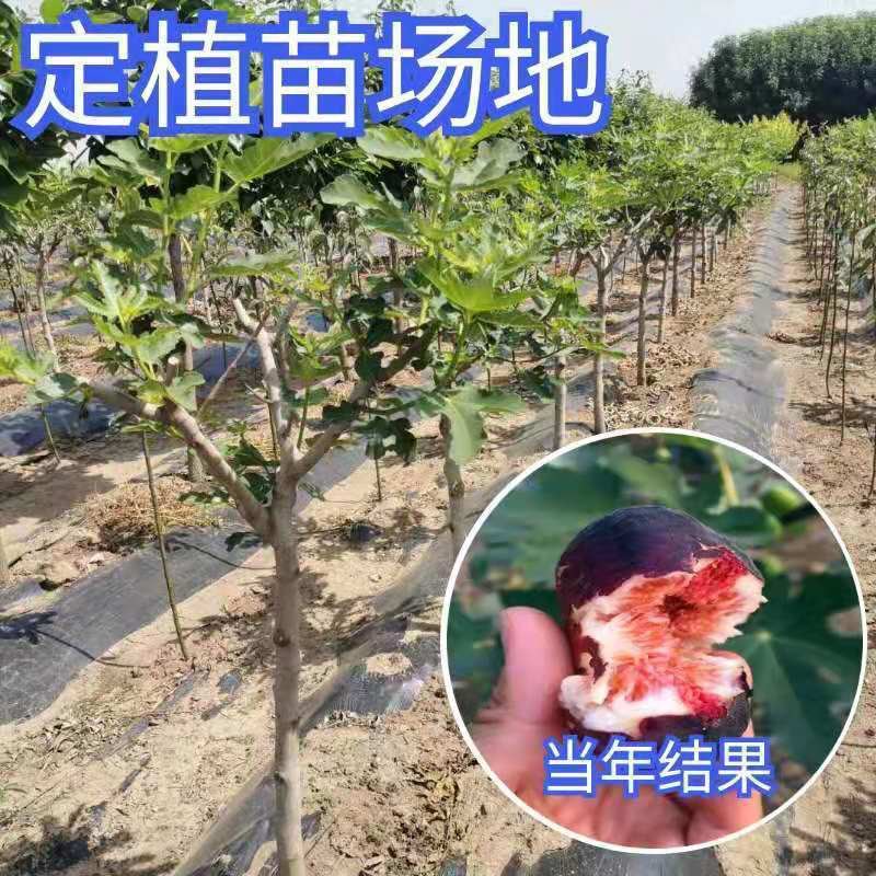 布兰瑞克无花果树果苗南北方种植基地现挖现发盆栽地栽当年结果苗