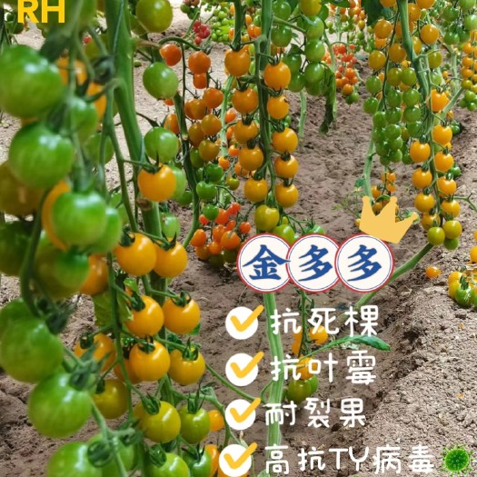 寿光市寿光小黄番茄苗 金多多樱桃番茄 贝贝黄色小番茄 口感番茄
