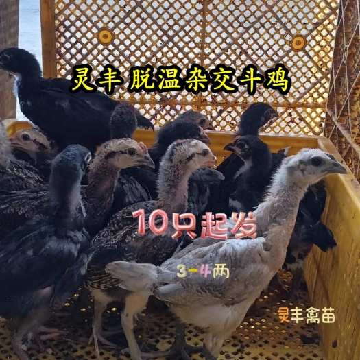 (10只起发）3-5两脱温杂交斗鸡苗，改良斗鸡苗 包运输成活