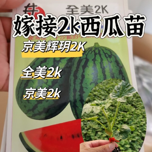 寿光市寿光2k西瓜苗 多品种 全美 辉月 京美2k 礼品瓜嫁接苗