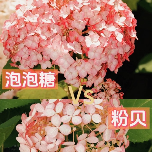 成都乔木绣球“泡泡糖”