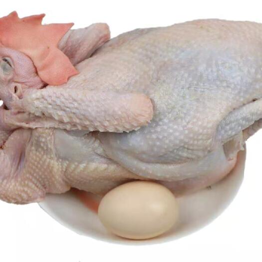 泗水县厂家直销，600天以上富硒老母鸡，有检测报告煲汤佳品，可代工