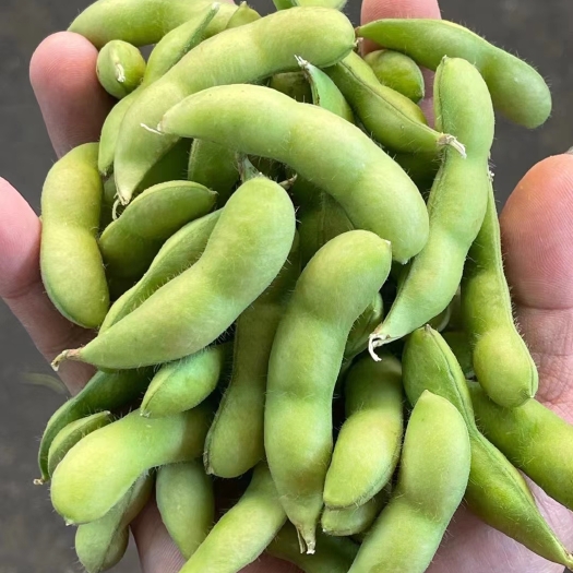 汉川市高品质精品毛豆以来袭。直供：市场，商超，电商！