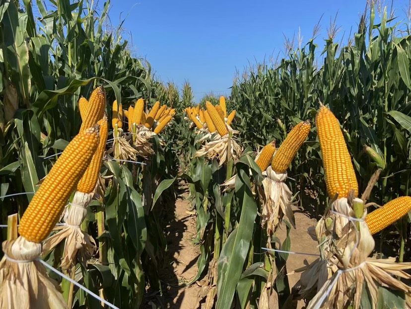 国审美联5917抗倒伏能力强、棒子大产量高地区2500