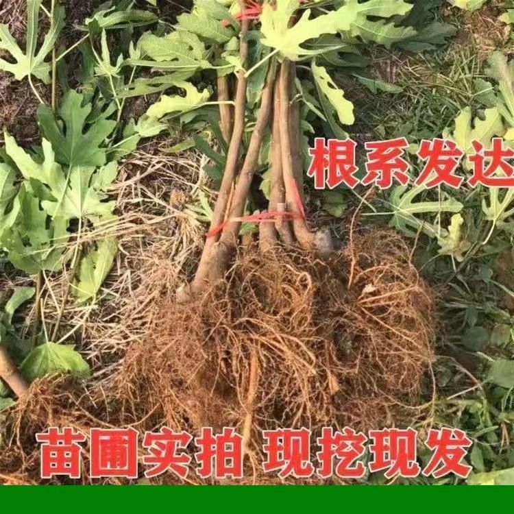 芭劳奈无花果苗易成活包结果支持技术指导可签合同南北方可种植