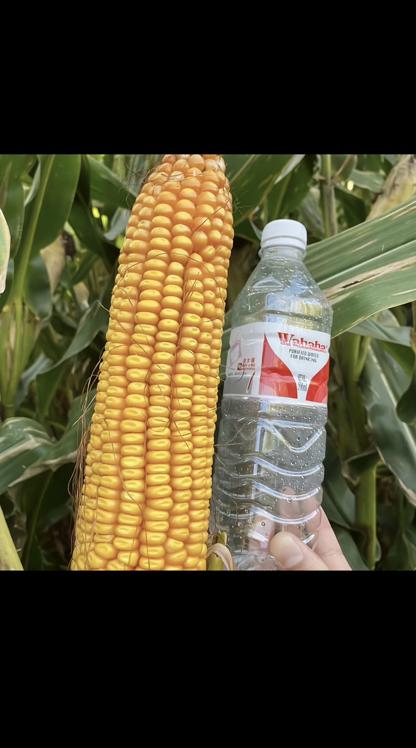 国审美联5917抗倒伏能力强、棒子大产量高地区2500