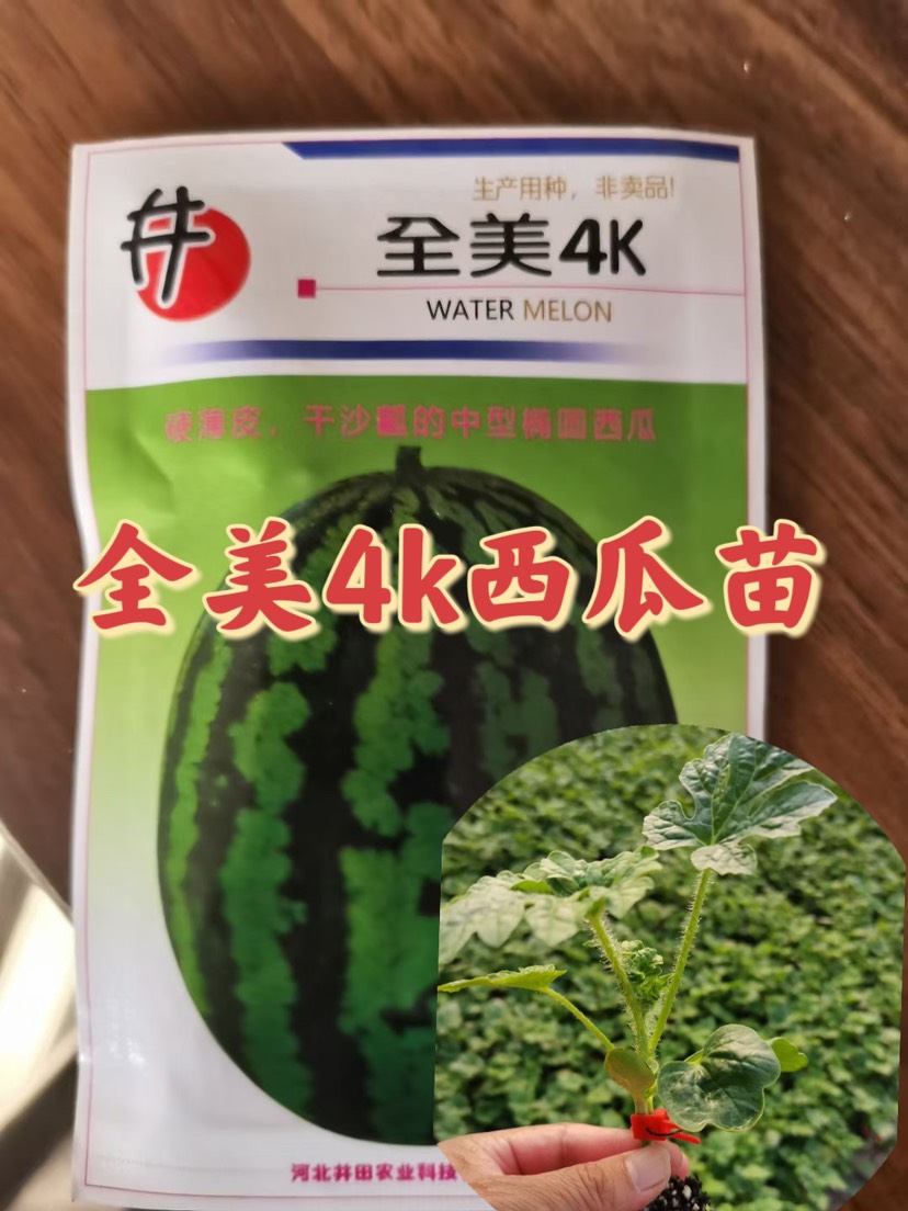 全美4k西瓜苗嫁接苗 可预定 穴盘苗 精品西瓜苗 基地直发