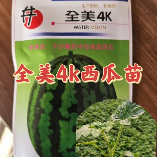 全美4k西瓜苗嫁接苗 可预定 穴盘苗 精品西瓜苗 基地直发