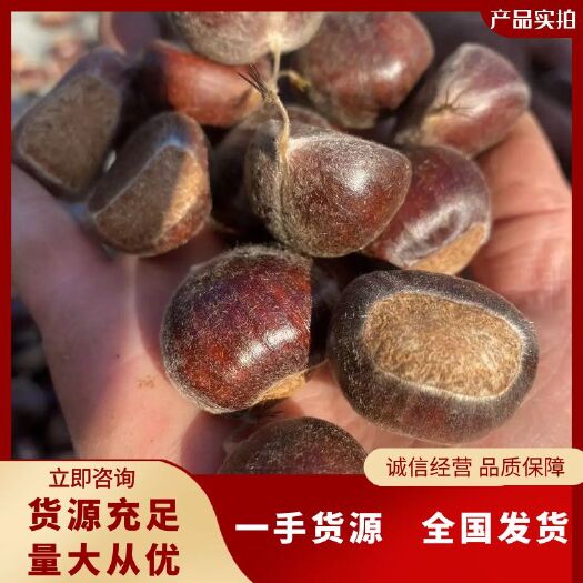 【自产自销】24年优质鲜板栗迁西老树板栗糖炒批发零售