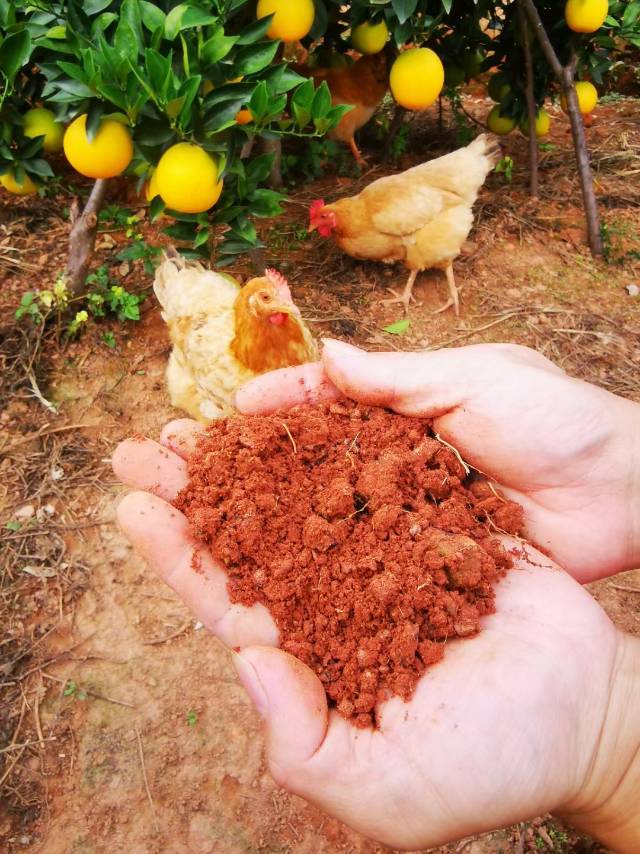 赣南寻乌脐橙橙子应季新鲜水果无核化渣果园直发 包甜纽荷尔